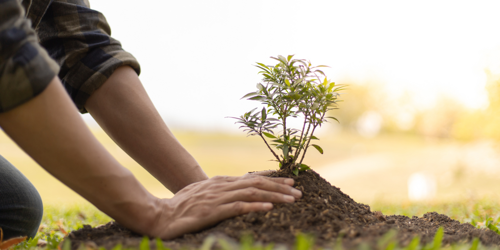 Person planting a young tree in soil, symbolizing growth and environmental care.