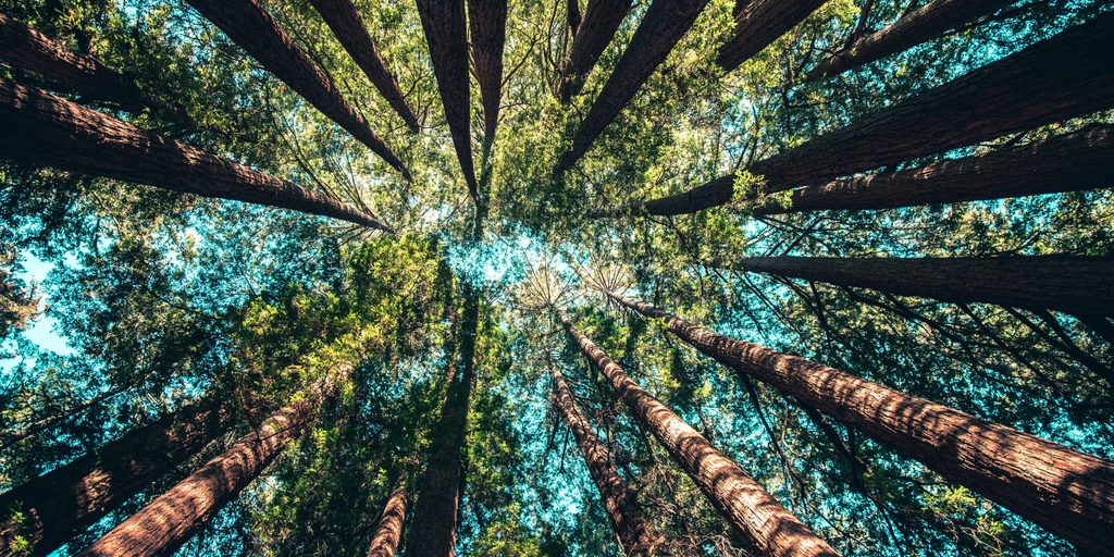 Sustainability 101 - Angled View Of Sequoia Trees Peering Upward Toward A Blue Sky
