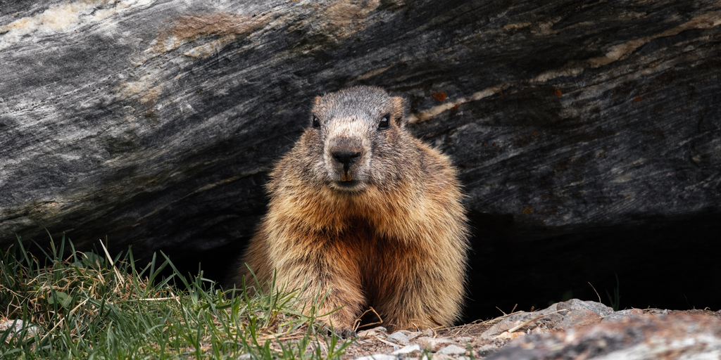 Punxsutawney Phil the groundhog coming out of his burrow for Groundhog Day