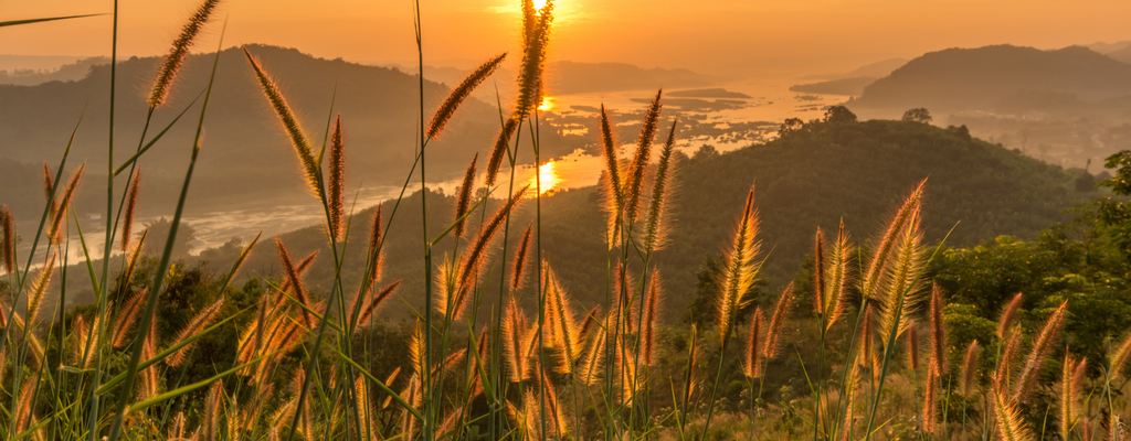 A serene sunrise view from a hilltop, overlooking a meandering stream amidst lush greenery such as wheat grass.