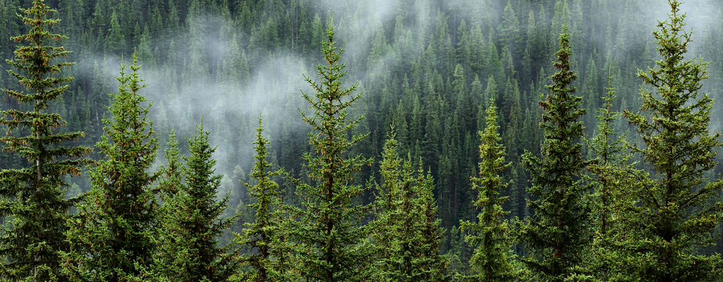 Forrest with fog | What is an FSC-Certified Product Blog by EcoBlvd